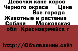 Девочки кане корсо. Черного окраса.  › Цена ­ 65 000 - Все города Животные и растения » Собаки   . Московская обл.,Красноармейск г.